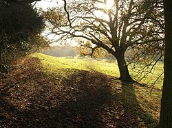 Field and tree at Dorneywood Geograph-2171506-by-Derek-Harper.jpg