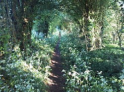 Bridleway from Bermondspit House to Moundsmere Farm - geograph.org.uk - 2403828.jpg