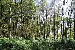 Linchmere Common - geograph.org.uk - 2052225.jpg