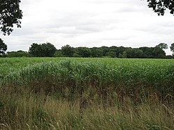 Reeds, A Crop And Trees - geograph.org.uk - 218678.jpg