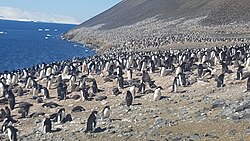 Devil Island penguins.jpg