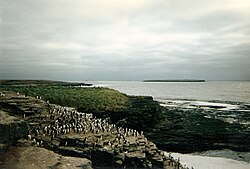 Rock Cormorants on Bleaker Island.jpg