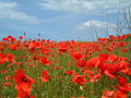 Poppies in field near Kelling June 2002