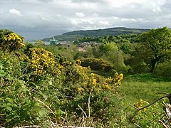 Gorse above Whiting Bay - geograph.org.uk - 448658.jpg