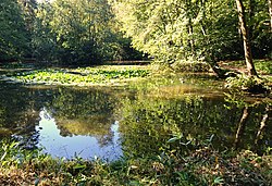 Pond on Deadwater Valley LNR, Bordon, Hampshire - 170918 (geograph 5919327).jpg