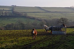 Field and horses near Batsworthy, North Devon - geograph-5653333.jpg
