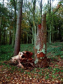 Old Tree, Frithsden Woods - geograph.org.uk - 137018.jpg