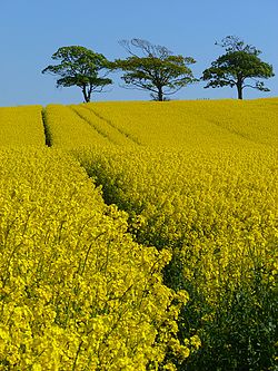 Fields at Birkby (Crosscanonby), Cumberland - geograph-4329005.jpg