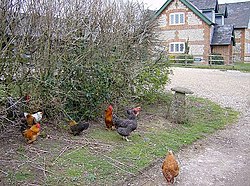 Chickens at Whitnal Barn - geograph.org.uk - 2415251.jpg