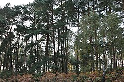 Woods by Petersfield Road, Greatham - geograph 5975299.jpg
