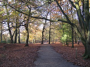 Woodland path at Alderley Edge.jpg