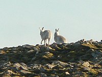 Mountain hares on Carn an Tuirc