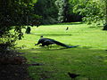 Peacocks in Holland Park]]