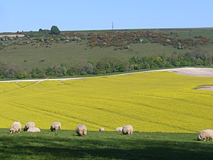 Combe Hill - geograph.org.uk - 2393448.jpg