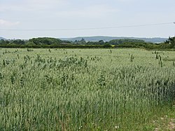 Growing Crops - Lower Lyde Farm - geograph.org.uk - 1376978.jpg