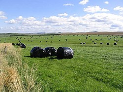 Wrapped bales in a field - geograph.org.uk - 549475.jpg