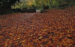 Autumn leaves at Sprotbrough and Cusworth, South Yorkshire.jpg