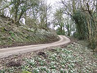 Snowdrops on Craig-y-dorth Hill - geograph.org.uk - 324163.jpg