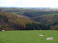 Pasture above Cwmbele, Cynwyl Elfed - geograph.org.uk - 1017393.jpg