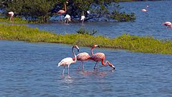North Caicos Flamingos.jpg