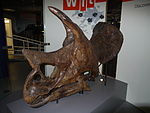 Triceratops skull at the thinktank museum.JPG