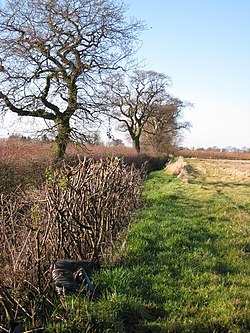 Hedgerow and beck, South Owersby - geograph.org.uk - 1124374.jpg