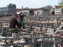Sheep sale at Fadmoor.jpg