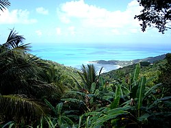 Tortola.jpg