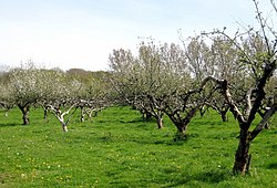 Apple orchard - geograph.org.uk - 1267702.jpg