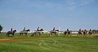 A string of horses heads for the gallops - geograph.org.uk - 841213.jpg