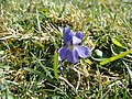 Tiny purple flower found on Tennyson Down