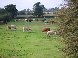 Cows grazing - geograph.org.uk - 238341.jpg