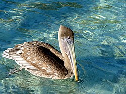 Pelican at Marina Cay.jpg