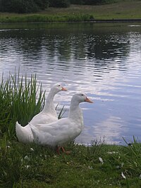 Aylesbury ducks.jpg