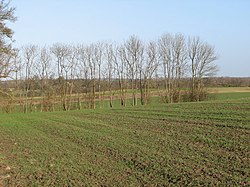 Farmland north of Claypit Hill looking towards Toft - geograph.org.uk - 662104.jpg