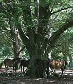 New Forest ponies find shade in Bratley Wood - geograph.org.uk - 41358.jpg